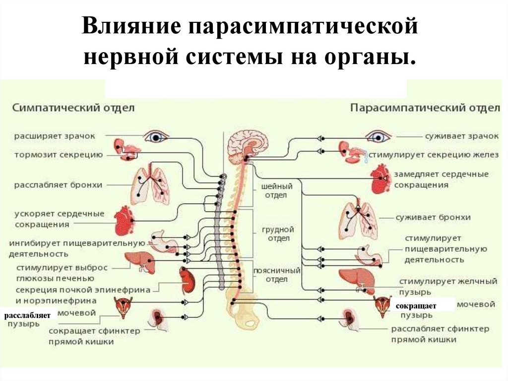 Влияние парасимпатической нервной системы на органы.