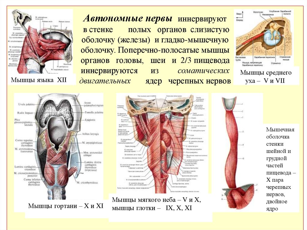 Автономные нервы иннервируют в стенке полых органов слизистую оболочку (железы) и гладко-мышечную оболочку. Поперечно-полосатые