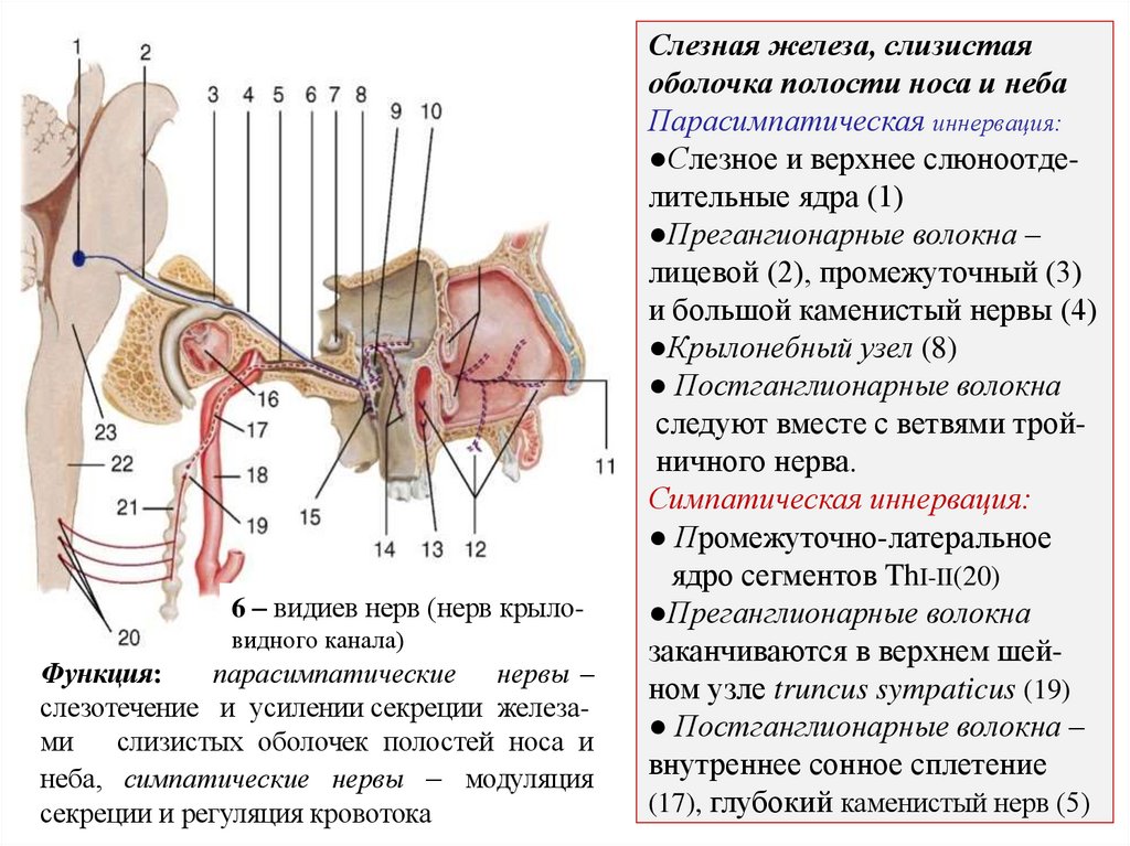 Слезная железа, слизистая оболочка полости носа и неба Парасимпатическая иннервация: ●Слезное и верхнее слюноотде- лительные