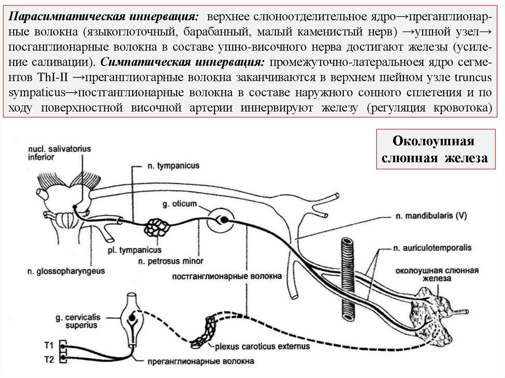 Парасимпатическая иннервация: верхнее слюноотделительное ядро→преганглионар- ные волокна (языкоглоточный, барабанный, малый