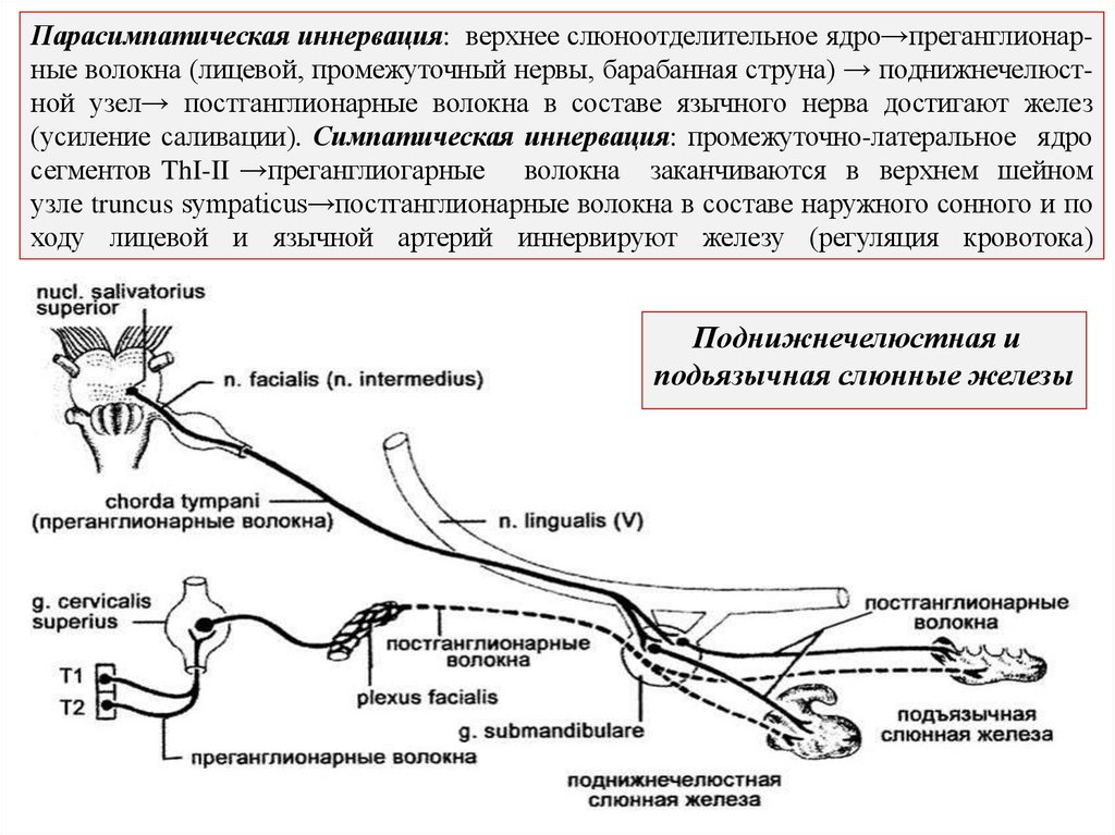 Парасимпатическая иннервация: верхнее слюноотделительное ядро→преганглионар- ные волокна (лицевой, промежуточный нервы,