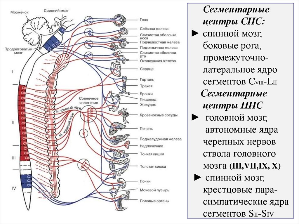 Сегментарные центры СНС: ► спинной мозг, боковые рога, промежуточно- латеральное ядро сегментов CVIII-LII Сегментарные центры