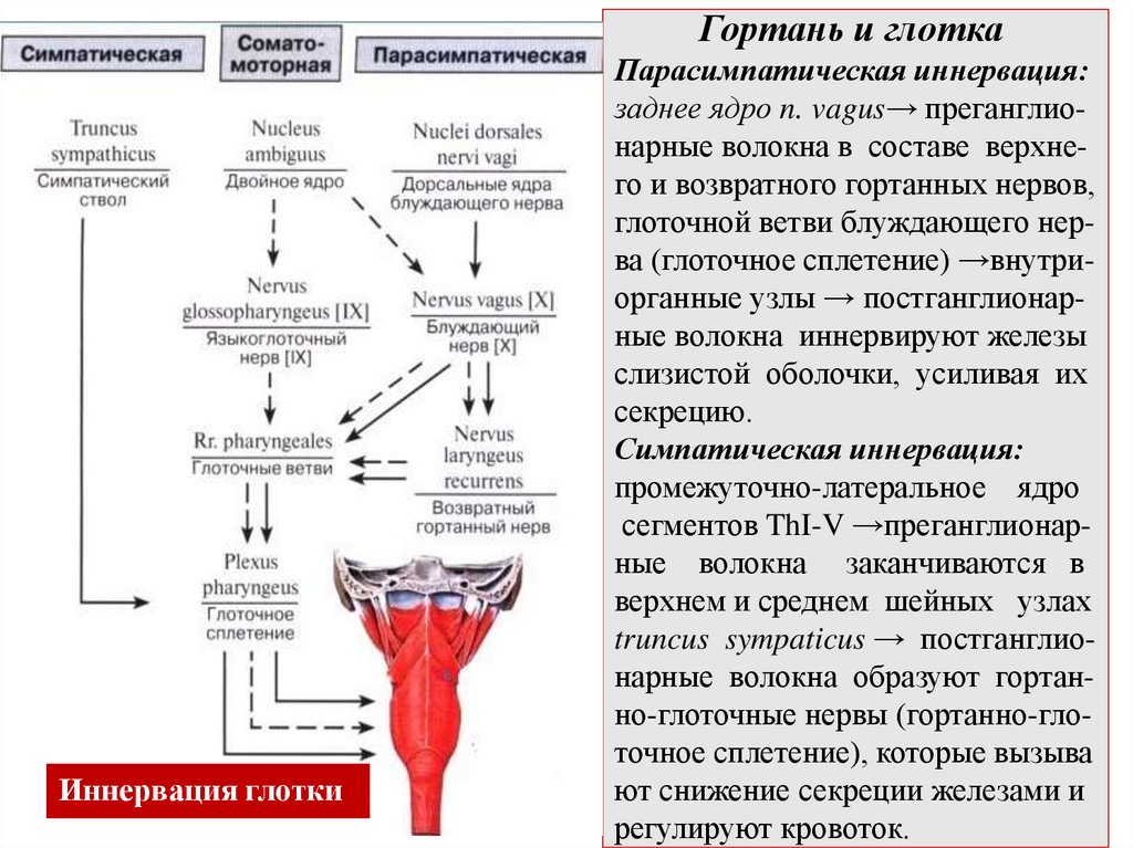 Гортань и глотка Парасимпатическая иннервация: заднее ядро n. vagus→ преганглио- нарные волокна в составе верхне- го и