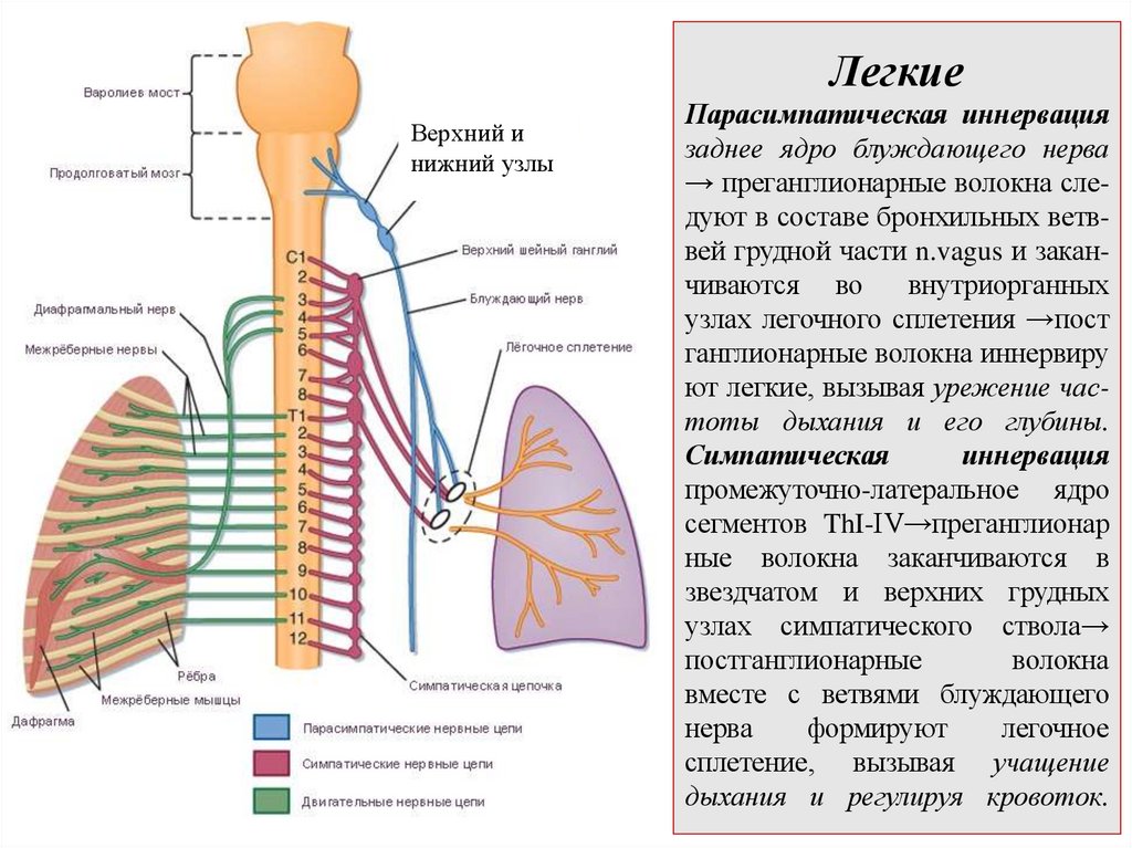Легкие Парасимпатическая иннервация заднее ядро блуждающего нерва → преганглионарные волокна сле- дуют в составе бронхильных