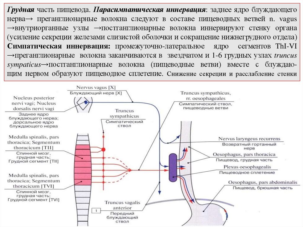 Грудная часть пищевода. Парасимпатическая иннервация: заднее ядро блуждающего нерва→ преганглионарные волокна следуют в составе