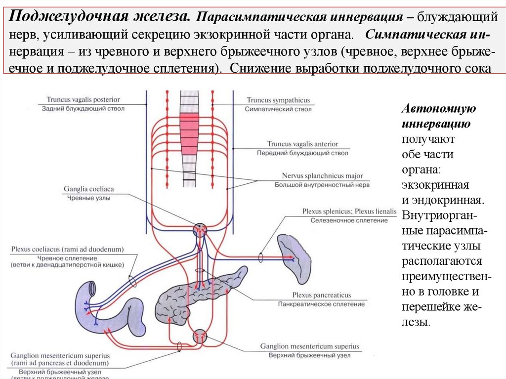 Поджелудочная железа. Парасимпатическая иннервация – блуждающий нерв, усиливающий секрецию экзокринной части органа.