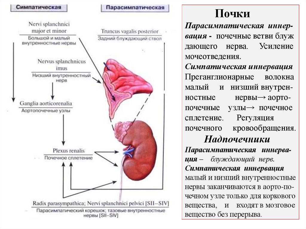 Почки Парасимпатическая иннер- вация - почечные ветви блуж дающего нерва. Усиление мочеотведения. Симпатическая иннервация