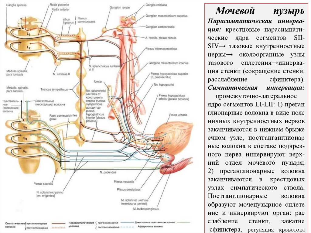 Мочевой пузырь Парасимпатическая иннерва- ция: крестцовые парасимпати- ческие ядра сегментов SII-SIV→ тазовые внутренностные