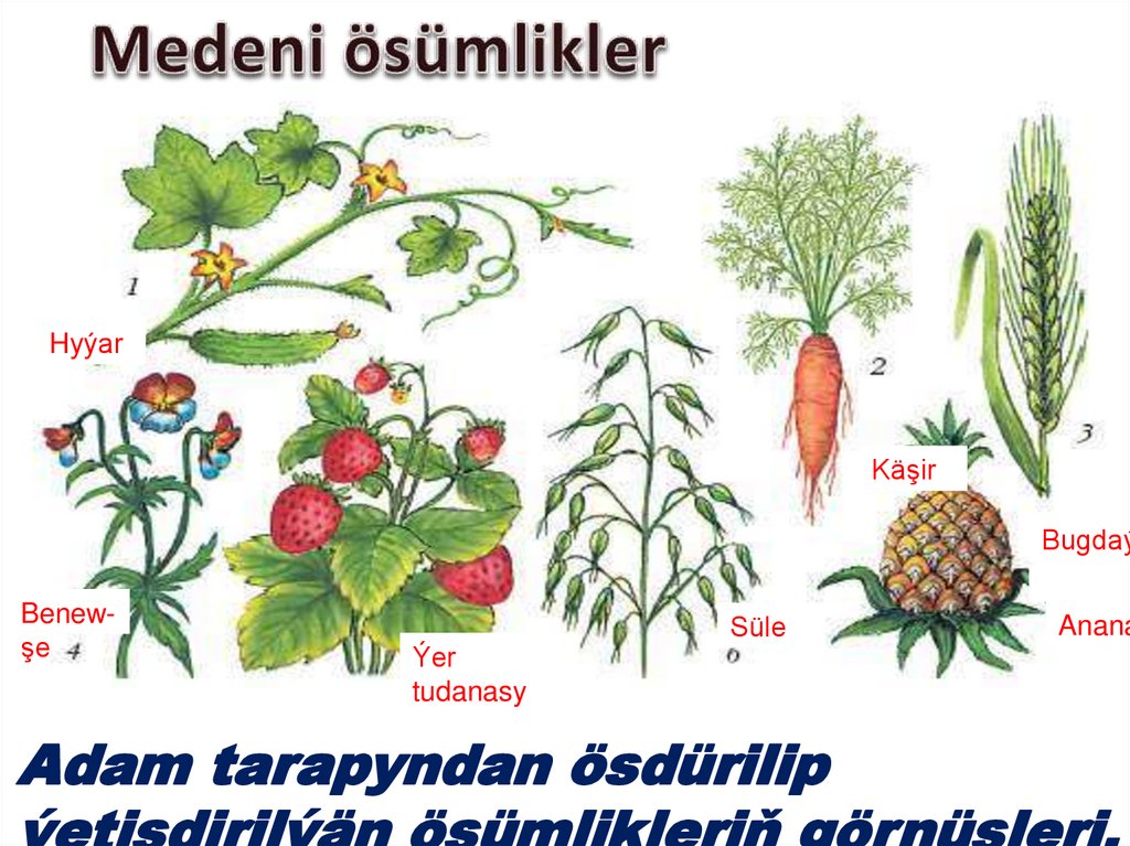 Medeni ösümlikler