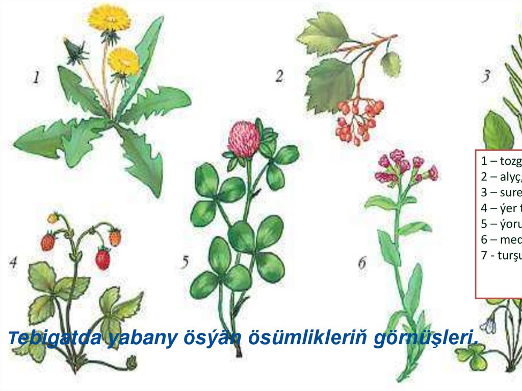 Ýabany ösümlikler