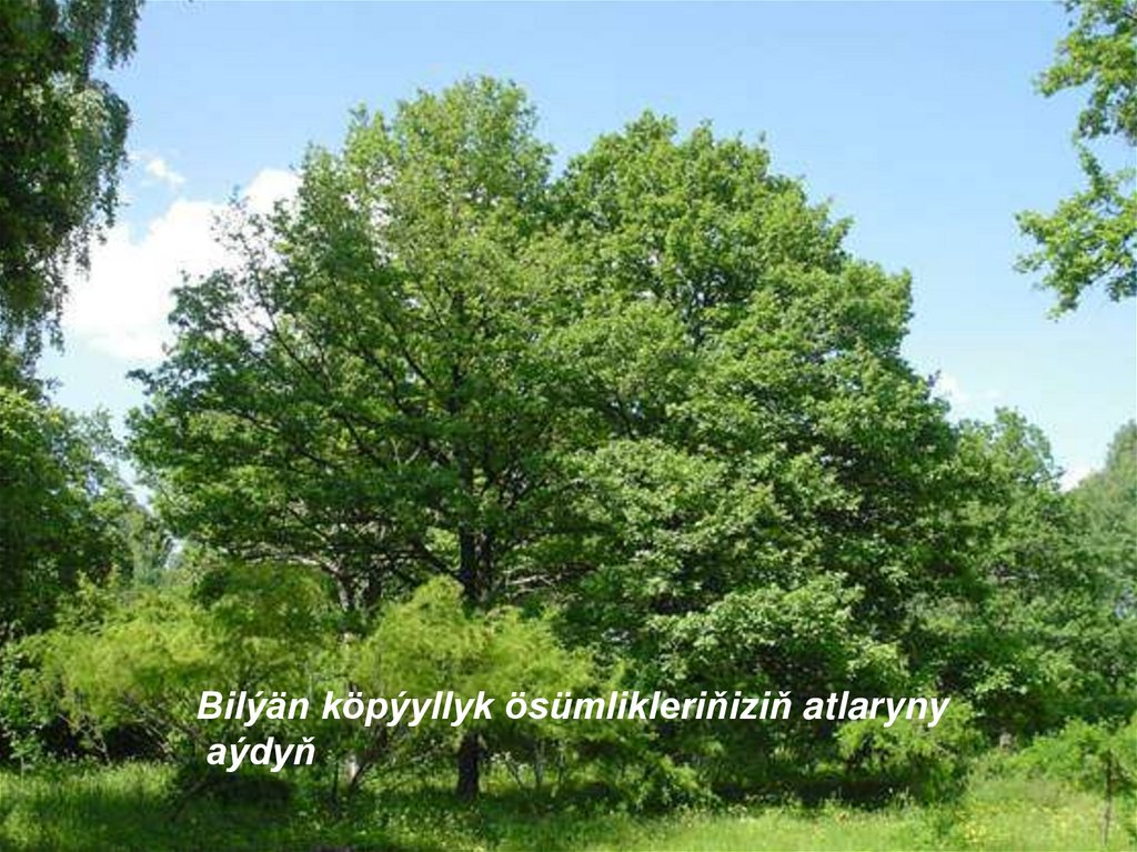 Köpýyllyk ösümlikler