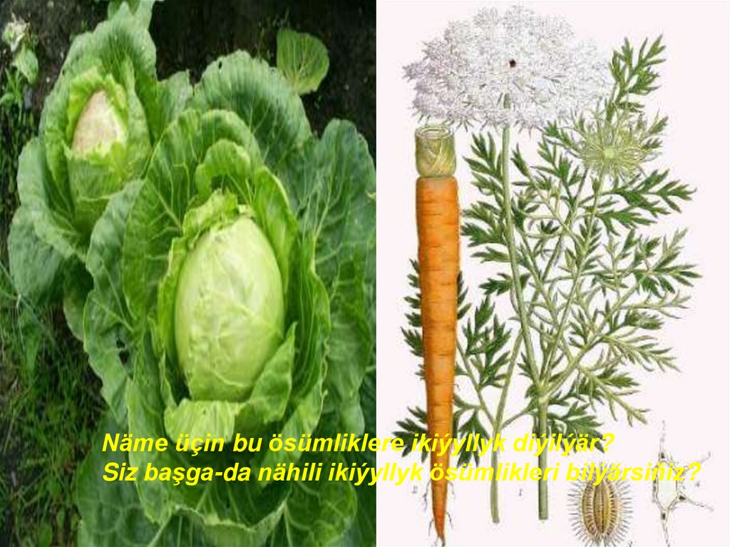 Ikiýyllyk ösümlikler