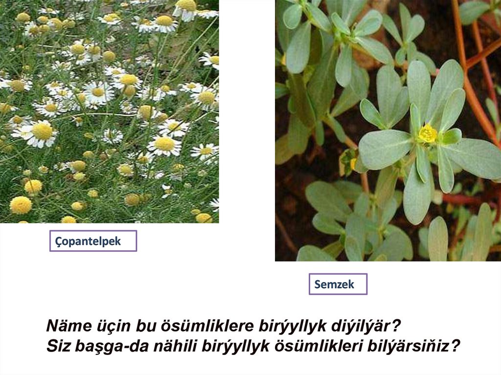 Birýyllyk ösümlikler