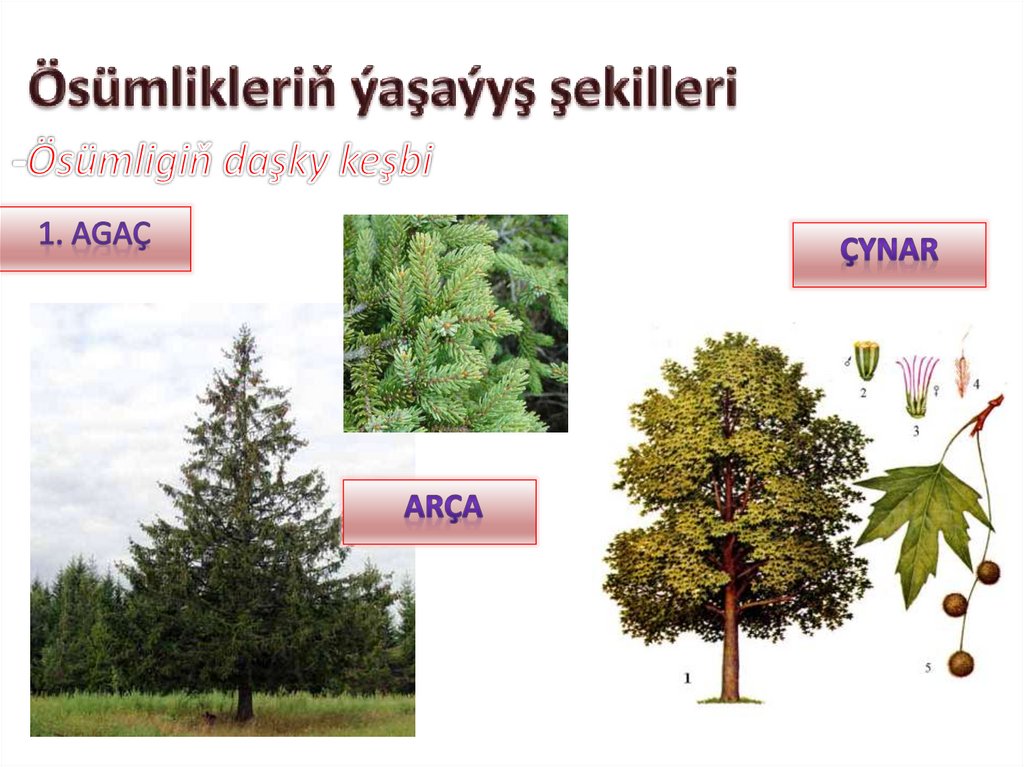 Ösümlikleriň ýaşaýyş şekilleri