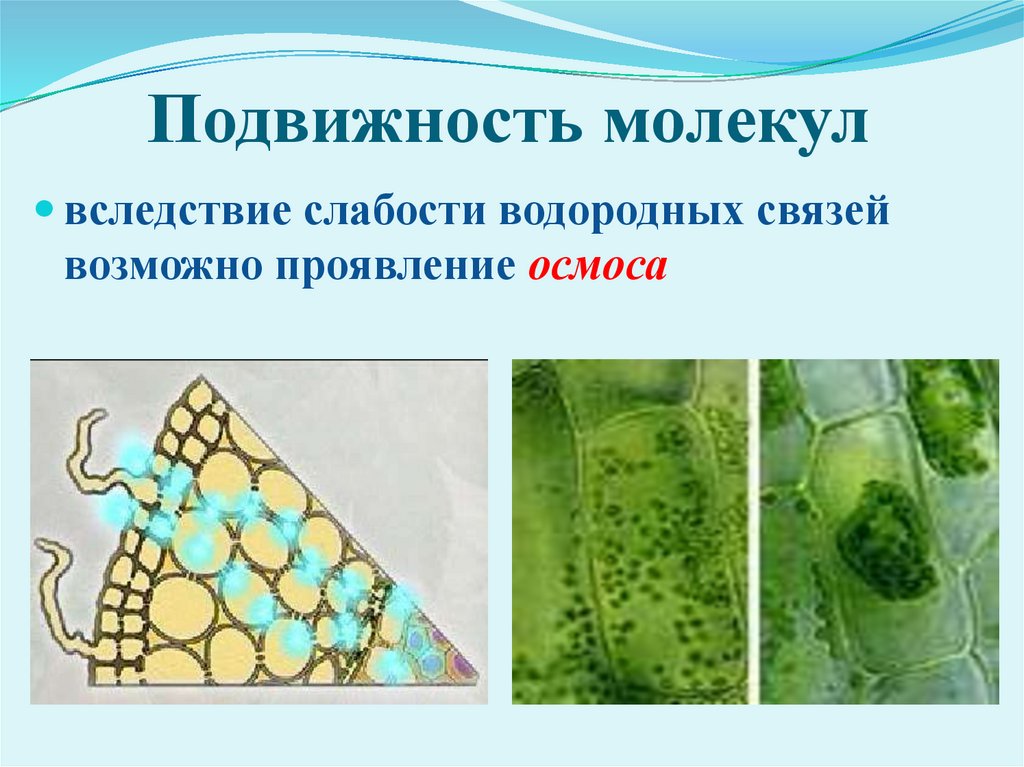 Подвижность молекул