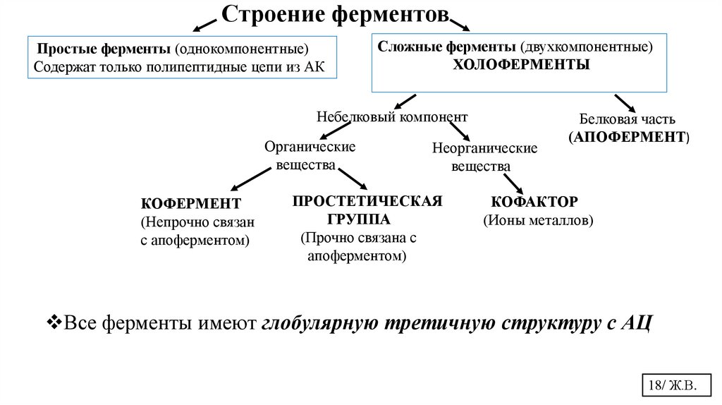 Строение ферментов
