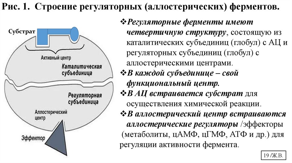 Рис. 1. Строение регуляторных (аллостерических) ферментов.