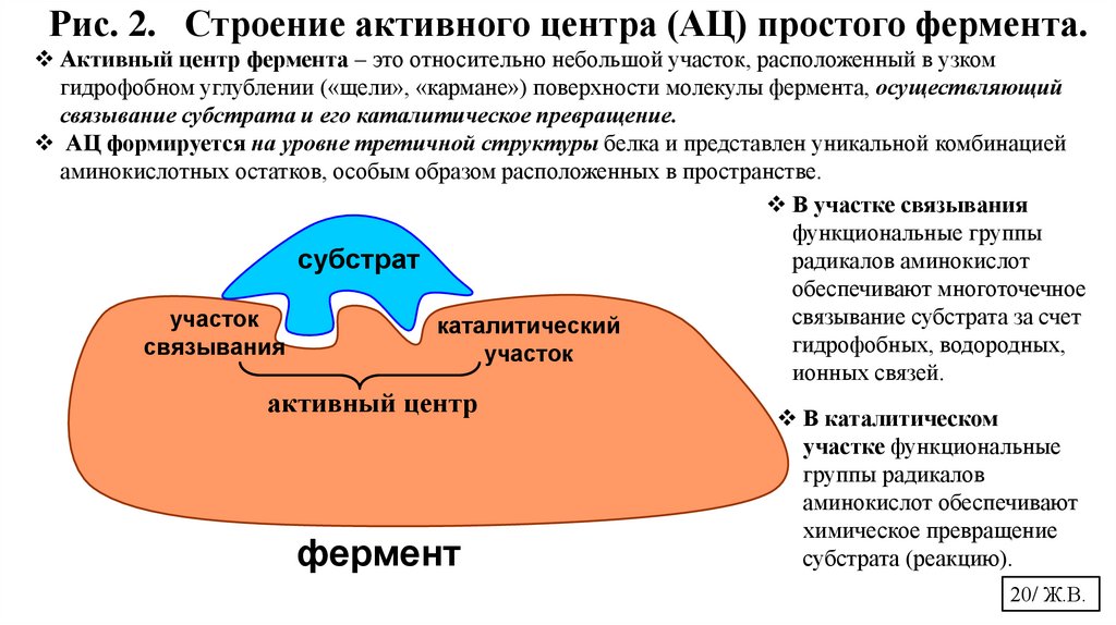 Рис. 2. Строение активного центра (АЦ) простого фермента.