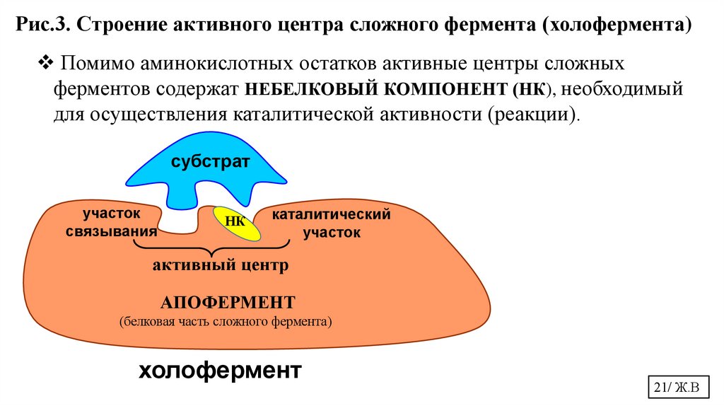 Рис.3. Строение активного центра сложного фермента (холофермента)