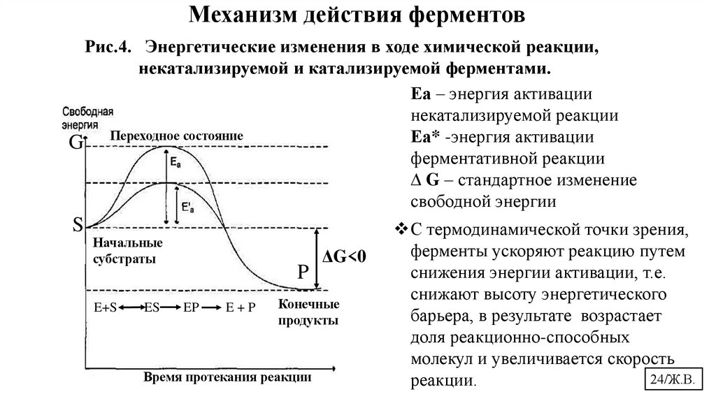 Механизм действия ферментов