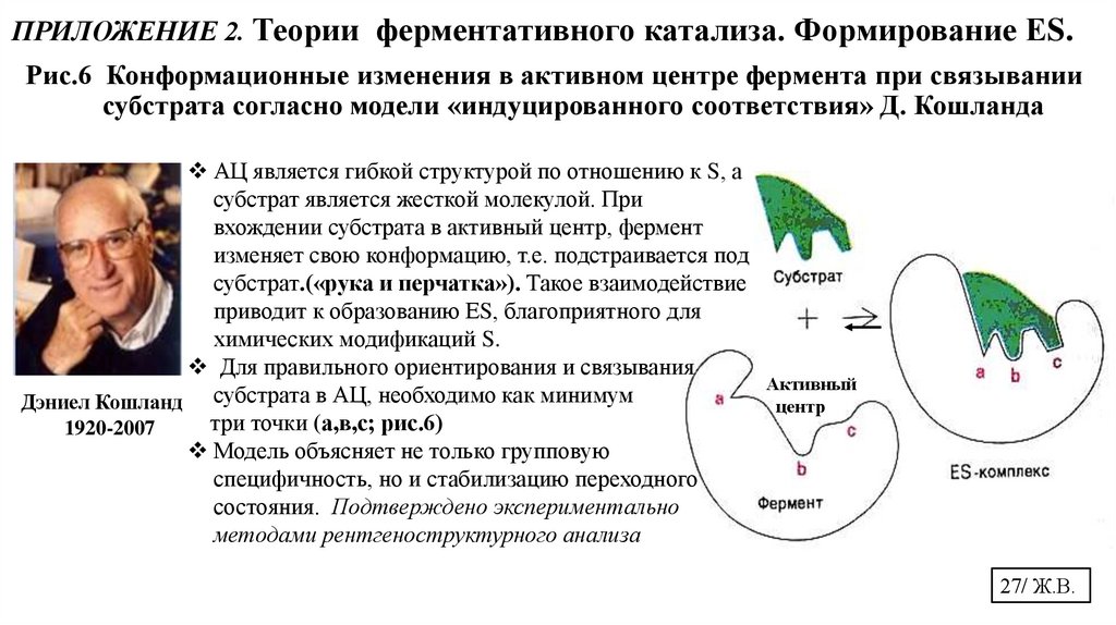 Рис.6 Конформационные изменения в активном центре фермента при связывании субстрата согласно модели «индуцированного