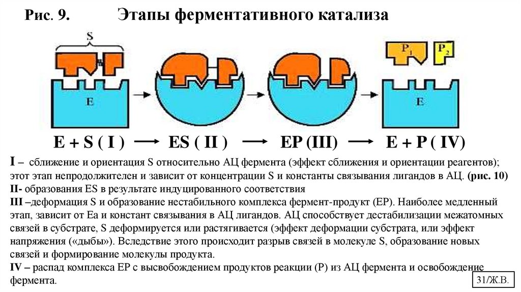 Рис. 9. Этапы ферментативного катализа