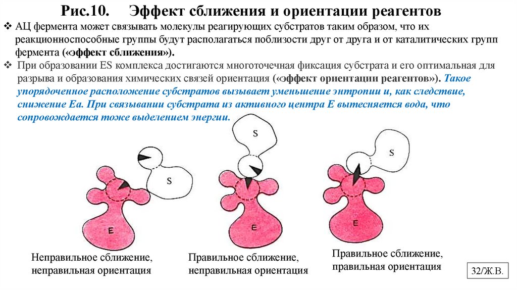 Рис.10. Эффект сближения и ориентации реагентов