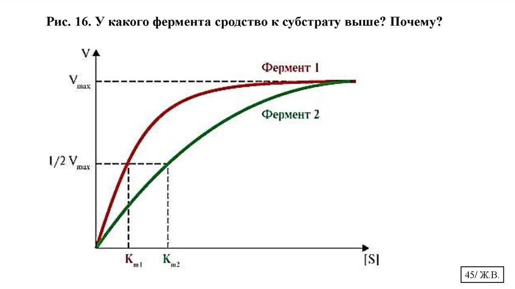 Рис. 16. У какого фермента сродство к субстрату выше? Почему?