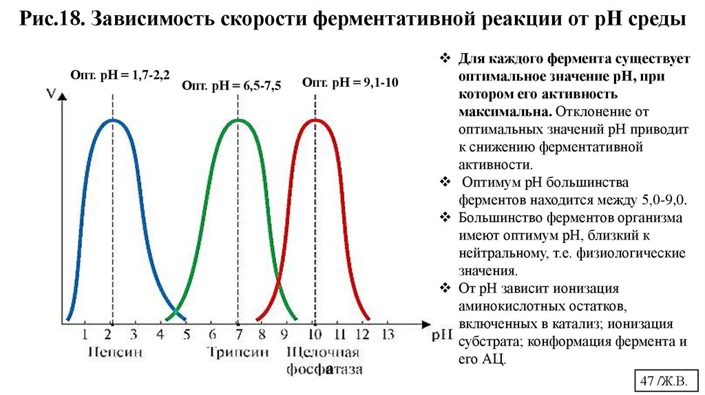 Рис.18. Зависимость скорости ферментативной реакции от рН среды