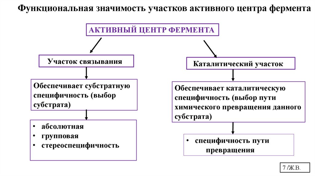 Функциональная значимость участков активного центра фермента