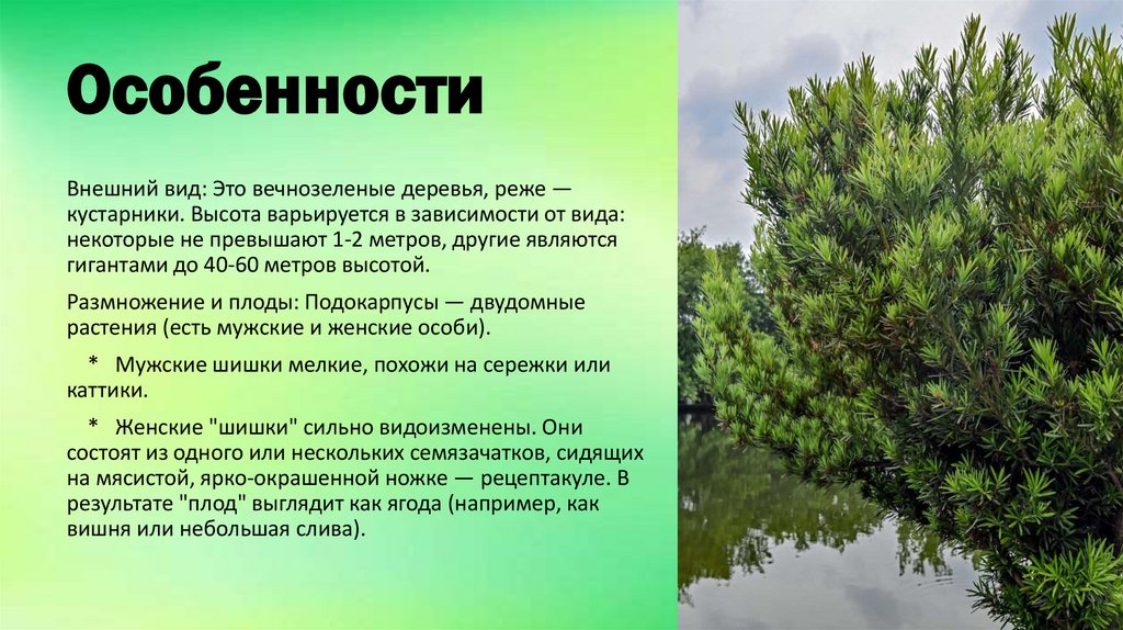 Особенности