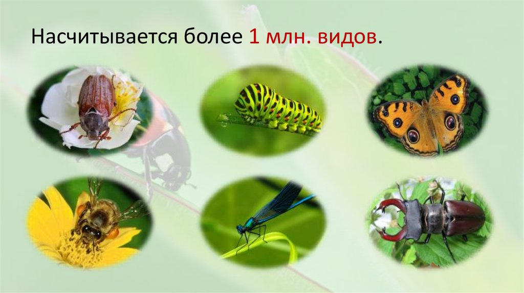 Насчитывается более 1 млн. видов.
