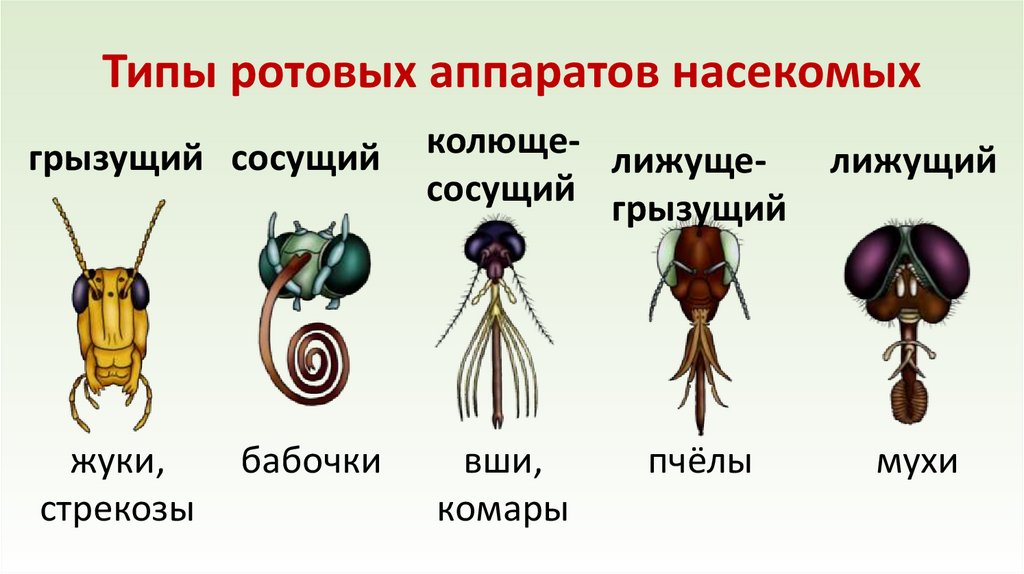 Типы ротовых аппаратов насекомых