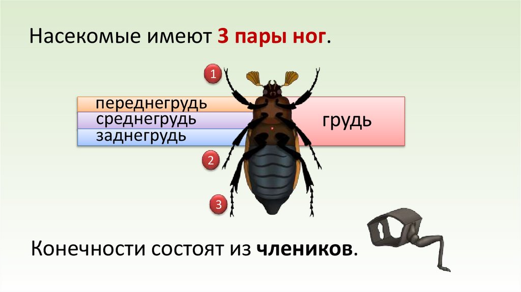 Конечности состоят из члеников.