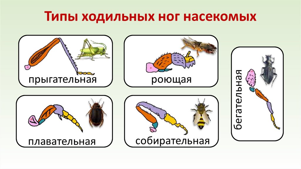 Типы ходильных ног насекомых