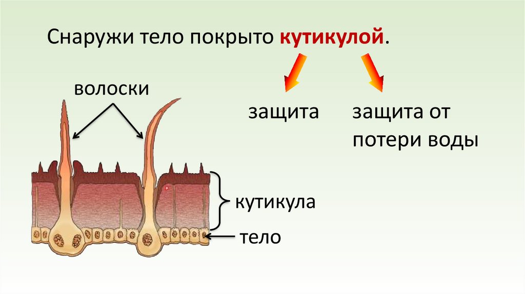 Снаружи тело покрыто кутикулой.