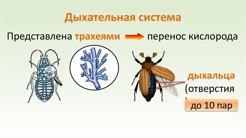 Дыхательная система
