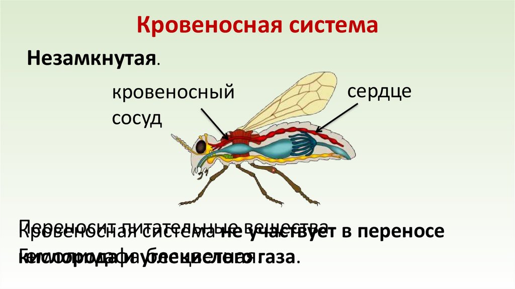 Кровеносная система