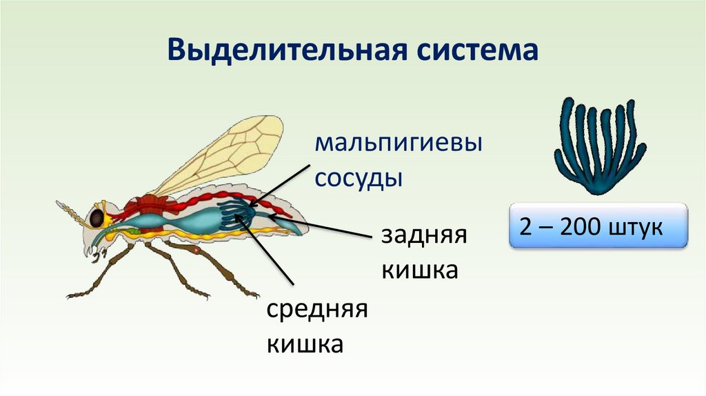 Выделительная система