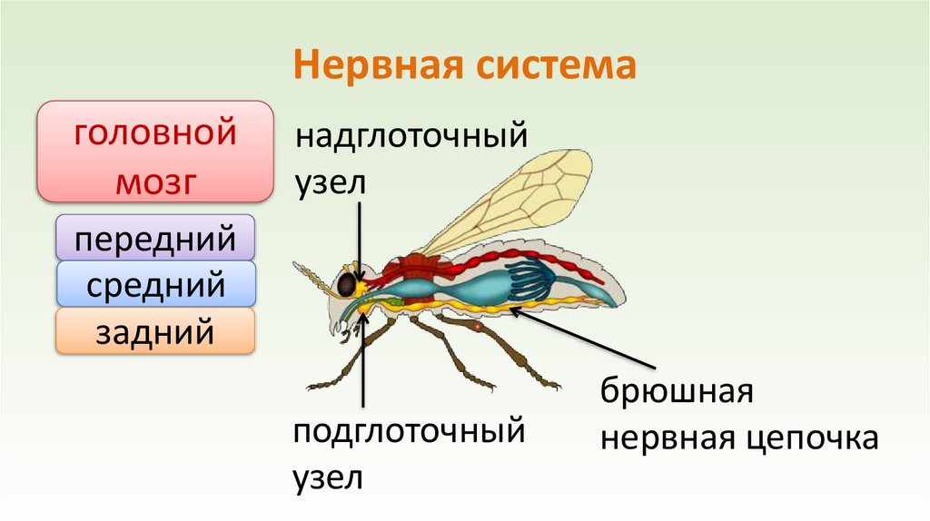 Нервная система