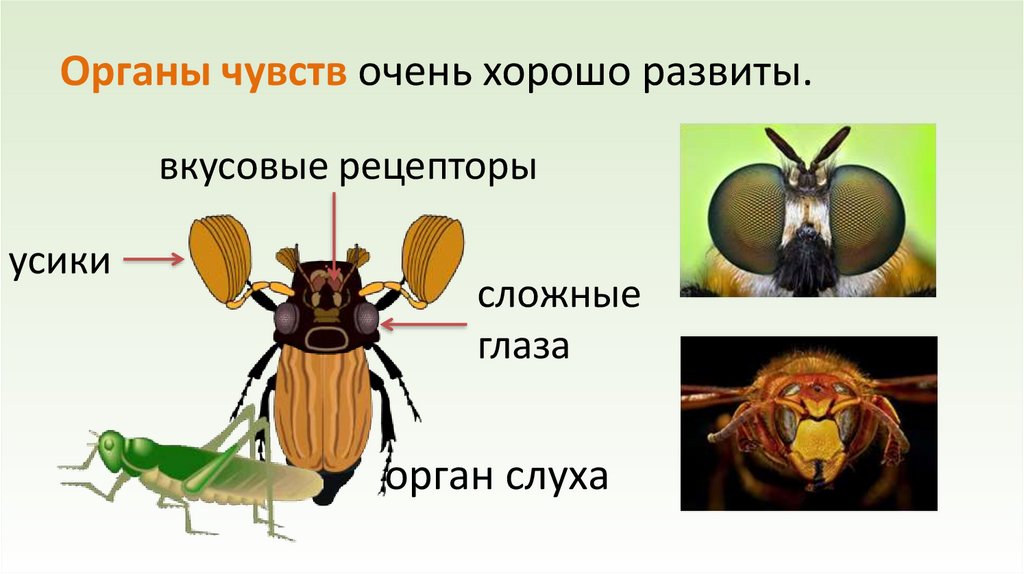 Органы чувств очень хорошо развиты.