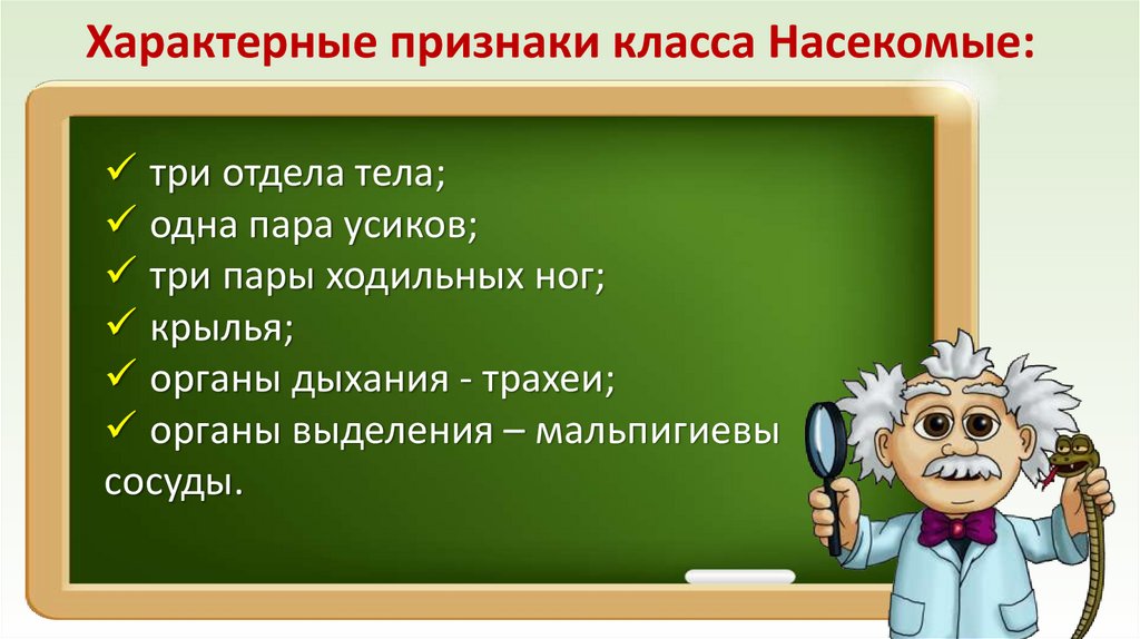 Характерные признаки класса Насекомые: