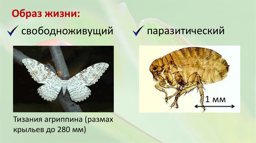 Образ жизни: