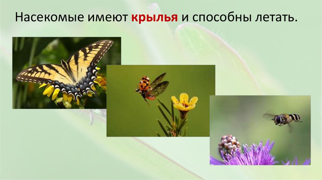 Насекомые имеют крылья и способны летать.