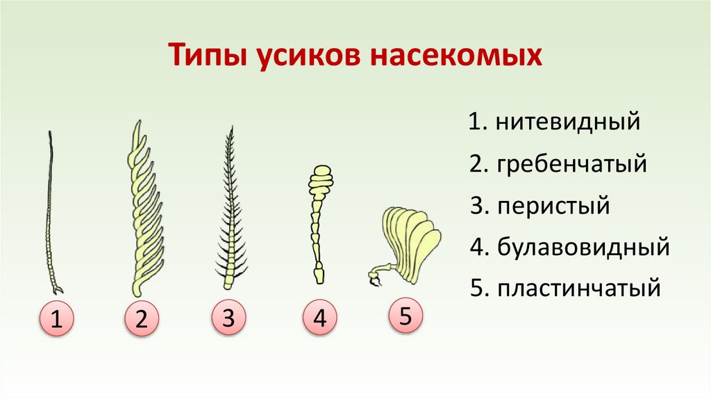 Типы усиков насекомых