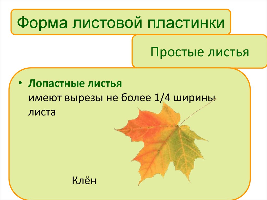 Простые листья