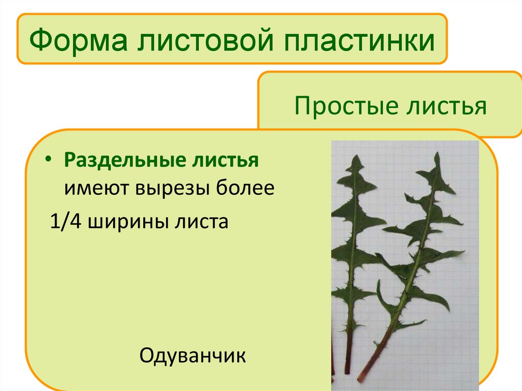 Простые листья