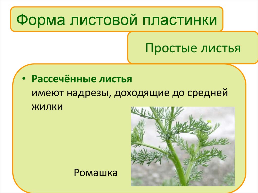 Простые листья