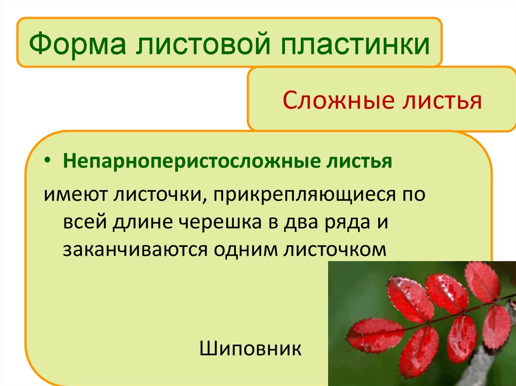 Сложные листья