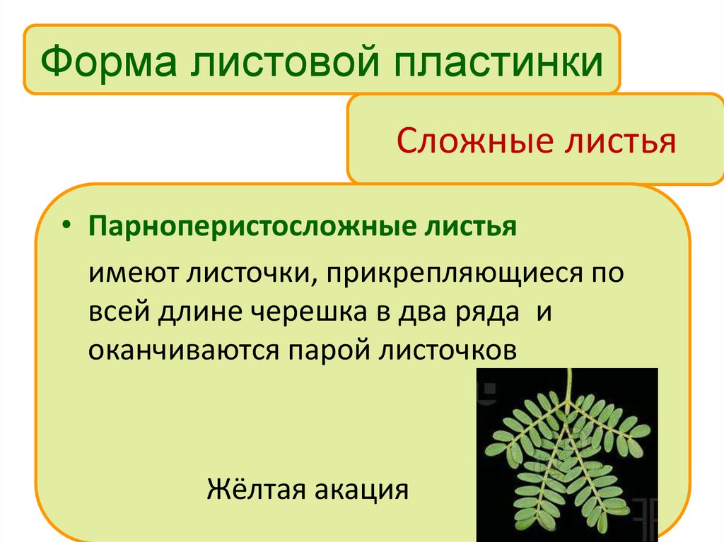 Сложные листья